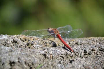 Dragonfly in Matsushima, Miyagi Prefecture, Japan 
