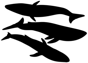 Big whale fish in the set.