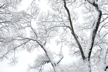 Beautiful winter trees with clean snow on branches over white background in the cold overcast day