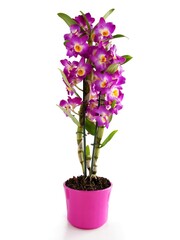 Naklejka na ściany i meble pretty purple flowers of orchid Dendrobium miltonia