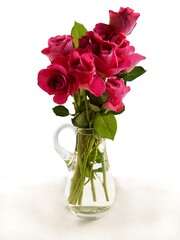 pretty pink rose close up isolated