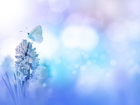 Butterfly and hyacinth purple flower blurred background