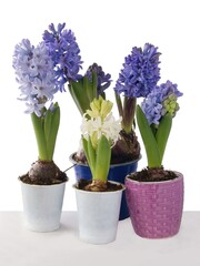 multicolor flowers of hyacinth plant at spring