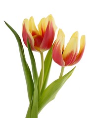 multicolor pretty tulips close up isolated