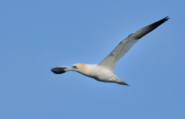 Gannets at Ploumanach in Brittany, France