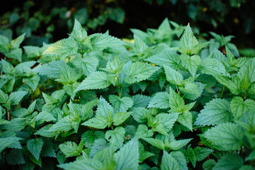 Nettles in the forest