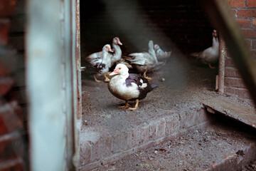Duck in the countryside - obrazy, fototapety, plakaty