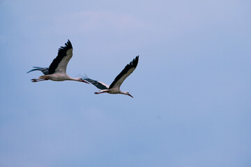 Two white storks in flight blue sky