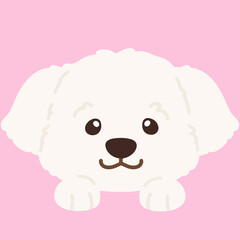 Flat colored simple and adorable white Maltese dog front head with paws