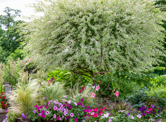 Magically beautiful Japanese willow ornamental trees in a summer garden in the Midwest, with purple and pink petunias, garden containers, catmint and red roses. 