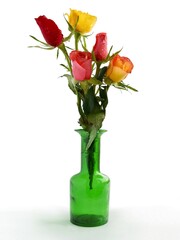 pretty pink rose close up isolated