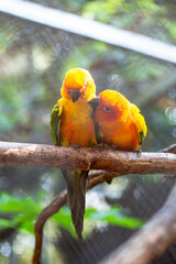 Pretty Sun Conure parrots or Sun Parakeets