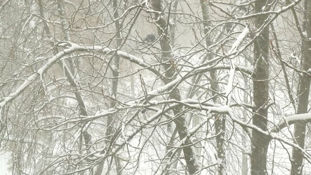 View of snow-covered trees and black crows in a snowstorm. Crows sit on a tree in heavy snow.