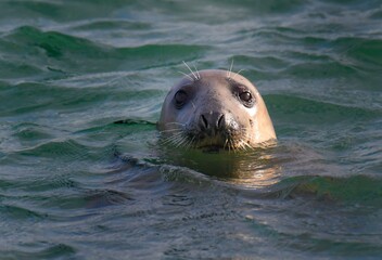 Fototapeta premium Beautiful marine seal at Ploumanach in Brittany. France