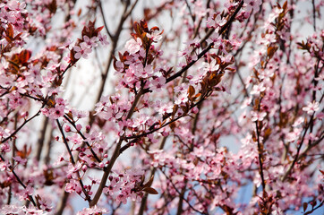 branches of a blooming peach on a blue sky background