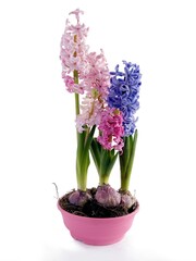 Fototapeta premium multicolor flowers of hyacinth plant at spring