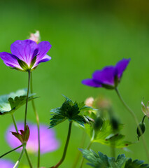 Macro of a Backlit bluish purple Rozanne Geranium, a prolific flowering perennial, against a bokeh...