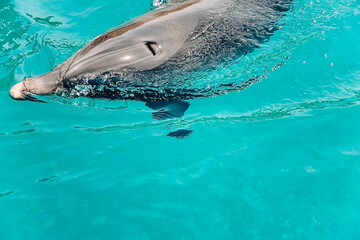one young beautiful dolphin emerges from water, playful animal dancing and swim under  Red Sea, sunny day in dolphin reef, top place to visit in eilat, Conservation and protection of animals.