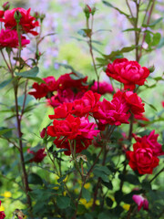 Fototapeta na wymiar Beautiful vivid crimson red knockout roses in a residential garden.