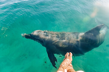 beautiful bright blue water, texture of the water surface of blue color, female feet in the water, dolphin swims under water.