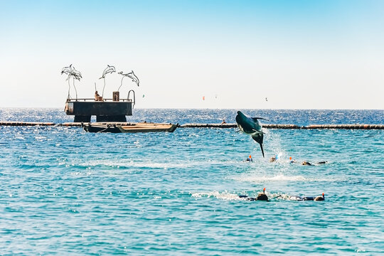 a dolphin jumps out of the water over people, a group of people in the sea swim with a dolphin, Snorkeling  diving in the Red Sea, Dolphin Reef, Israel....