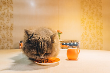 one big gray fluffy cat sits on the table and eats food from an orange saucer.