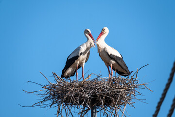 White storks on a nest blue background