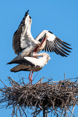 Two storks mating on a nest blue background