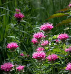 Brilliant pink bee balm plant, monarda didyma, highlighted by the morning sun. 