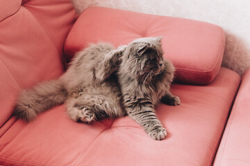 one gray fluffy cat lies on a pink couch and scratches its neck.