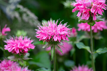 Brilliant pink bee balm plant, monarda didyma, blooming under the afternoon sun