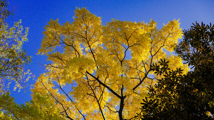 yellow leaves of an autumn tree against a blue sky