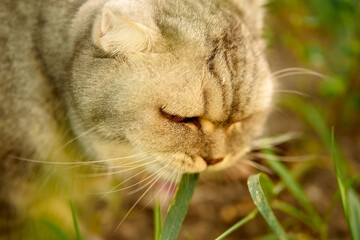 beautiful gray tabby cat walks on the street and eats grass. close-up portrait of animal, grass and vitamin for cat.