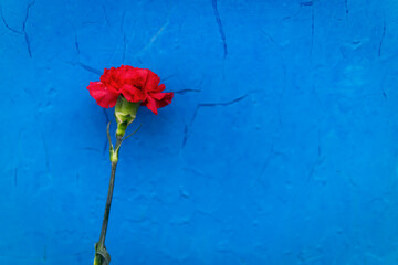 red carnation flower stands on a blue background