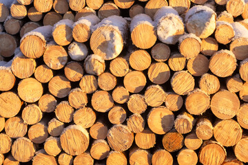 cut logs lie on the ground