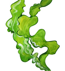 watercolor laminaria seaweed