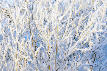abstract snow plants grow in winter