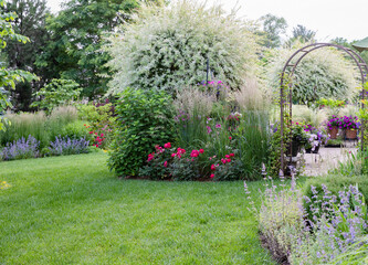 Magically beautiful Japanese willow ornamental trees in a summer garden in the Midwest, with purple and pink petunias, garden containers, catmint and red roses. 