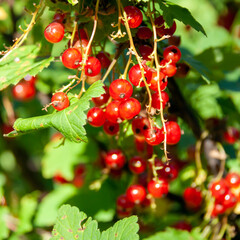 red berries hang on a green branch