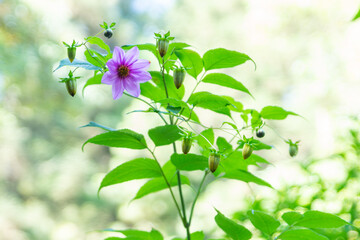 Obraz premium FLORES