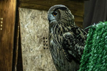 The Eagle owl Bubo bubo sits indoors, house owl