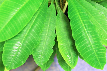 green leaves of the ficus flower