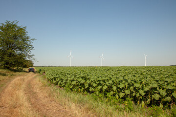 wind turbines on the background of a cloudy blue sky, view from a country road and sunflower fields