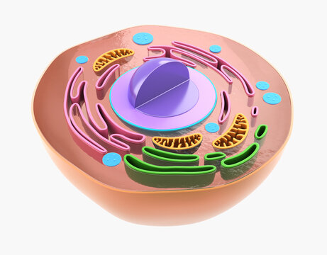 Part of Human Cell