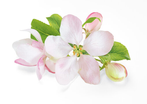 Spring apple blossom isolated on white