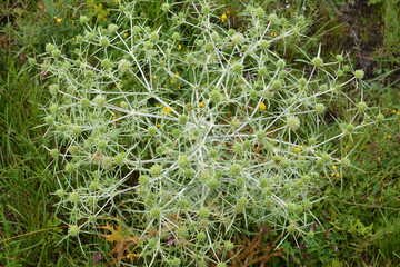 In nature, thistle grows Eryngium campestre