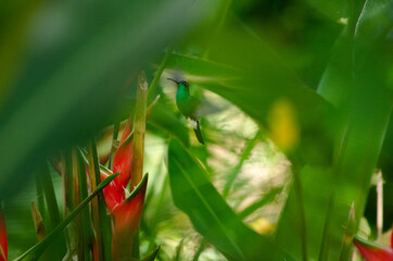 green hummingbird on green background and paradise flowers
