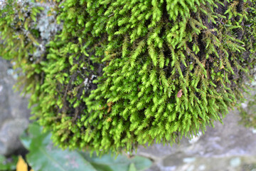 Anomodon moss grows on the stone in the forest