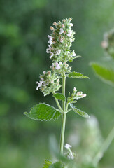 Flowering melissa (Melissa officinalis) flowers