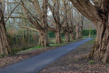 Alley with unusual trees. Den Haag. Netherlands